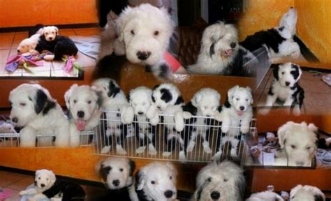 The old english sheepdog is a large, athletic dog breed with an unmistakable shaggy coat. Old English Sheepdogs | Puppies for sale | Old English Sheepdogs in East Texas