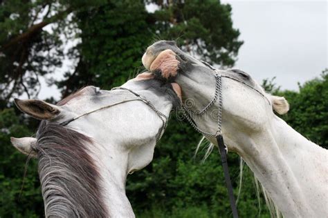 Beautiful Horses In Love Stock Photo Image Of Animal 6220078