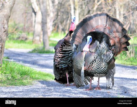 A Pair Of Strutting Male Wild Turkeys Displaying In The Spring Mating