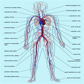 Human Circulatory System Diagram