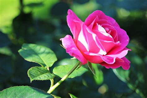 Rosa Fiore Di Foto Gratis Su Pixabay Pixabay