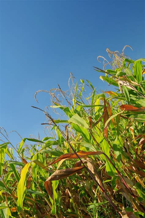 Corn Field Stock Photo Image Of Farming Corner Food 10681838