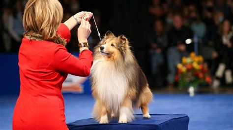 Unleashing the Best Dog Show Breeds: A Pawsome Guide