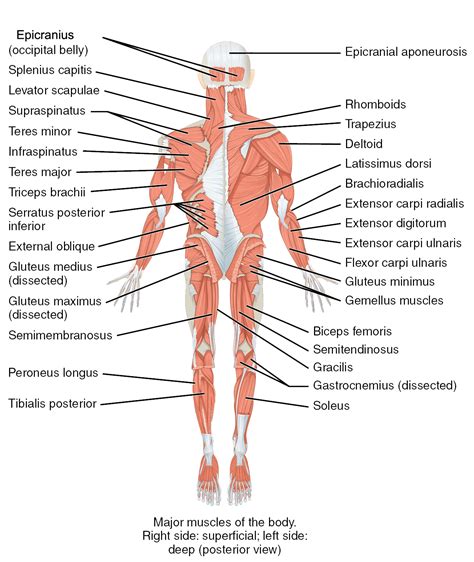 The Muscles Of The Trunk Human Anatomy And Physiology Lab Bsb