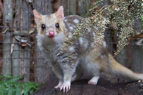 Eastern Spotted Quoll Stock Photo Image Of Teeth Wild 21783972