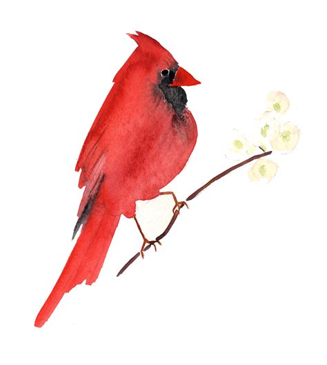 Pied Northern Cardinal Transparent Png Png Mart