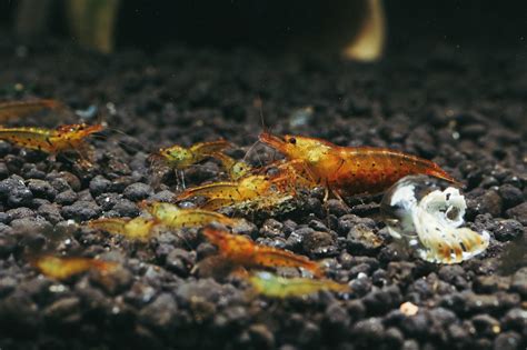 Tangerine Tiger Shrimp Even Easier To Keep And Breed Than Cherry