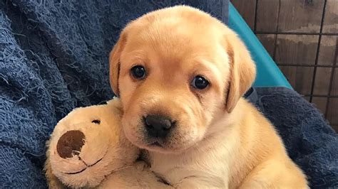 Labrador Retriever Puppies Compilation Youtube