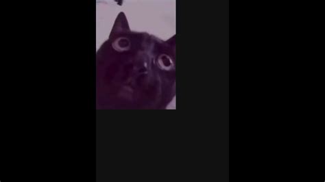 Cat Reacts To Cringecropped Version Youtube