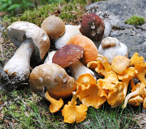 Nw Ontario Edible Mushroom Foraging Guide Mybackyard