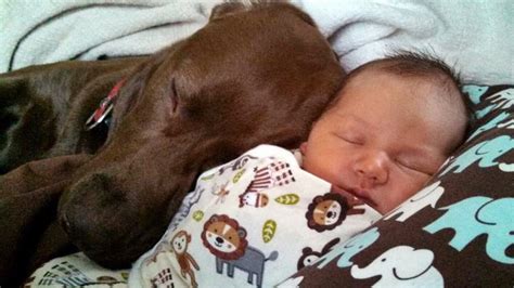 Babies And Dogs 22 Photos Of Babies Meeting Pets