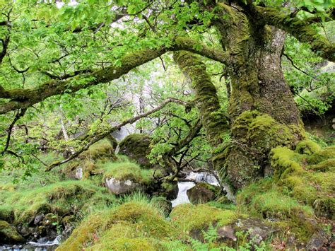Scotlands Rainforest Scotlink