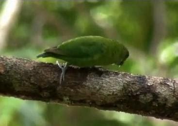 Kucing liar ini merupakan jenis terkecil di dunia. Pygmy Parrot (Kakatua Kerdil), Burung Kakatua Terkecil di ...