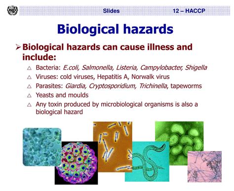 Ppt Hazard Analysis And Critical Control Points Haccp Powerpoint