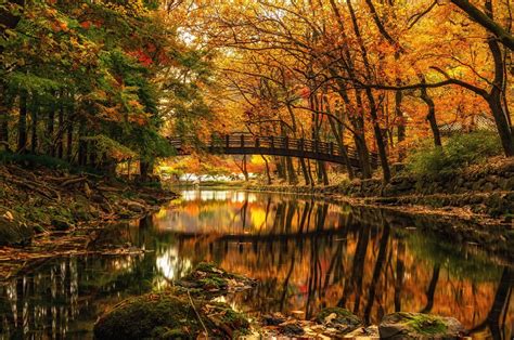 nature landscape water trees forest river bridge fall branch stones reflection wallpaper and