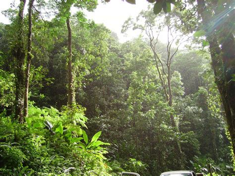 Todo Sobre La Selva Seca Caracter Sticas Clima Flora Fauna Y M S