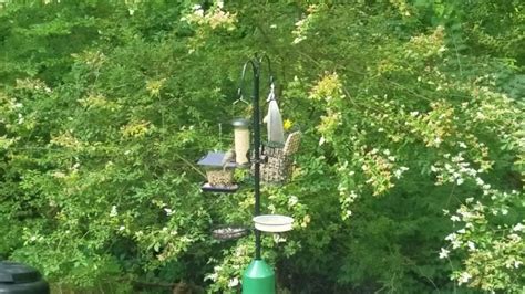 Filmed over the course of 5 weeks, from eggs to baby flying away, shot in pasadena california. The Goldfinch and Many Friends -- Backyard Bird Watch ...