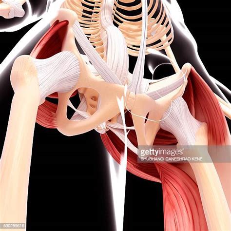 Hip Ligaments Photos And Premium High Res Pictures Getty Images