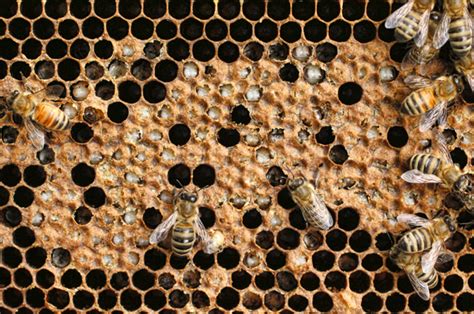 Be Practical About Saving A Failing Honey Bee Colony Honey Bee Suite