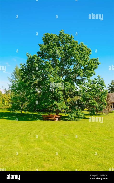 Big Oak Tree On The Green Lawn Stock Photo Alamy