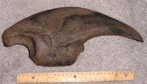 In the south, the giant ground sloth flourished until about 10,500 radiocarbon years bp (8,500 bce). TIL an elephant-sized sloth existed and went extinct only 10.000 years ago. It was one of the ...