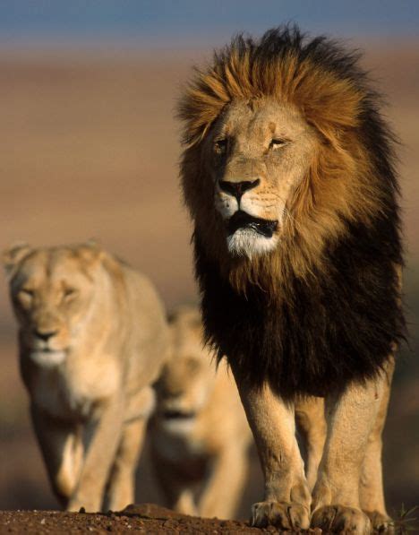 Uu27itu Wild Animals Pictures Lion