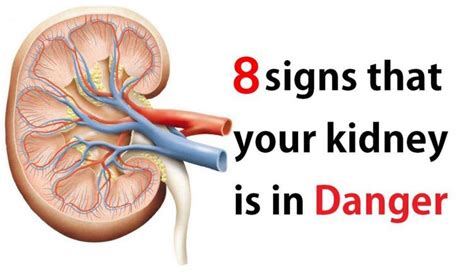 Are The Kidneys Located Inside Of The Rib Cage Where Your Kidneys Are
