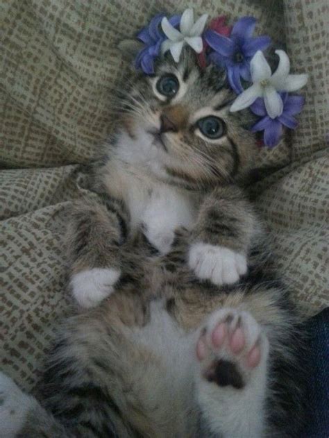 Kitty Cat Wearing Flower Crown かわいい子猫 キュートな猫 子猫