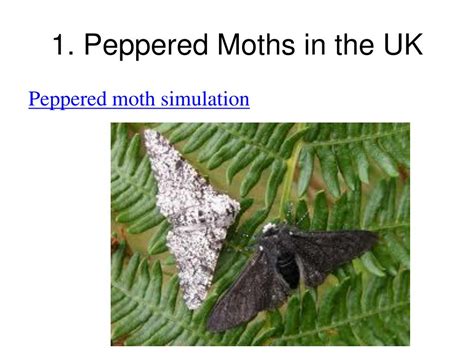 The Peppered Moth Simulation A Model Of Natural Selection Adopt And Shop