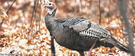 Fall Wild Turkey Season Approaches Times Leader