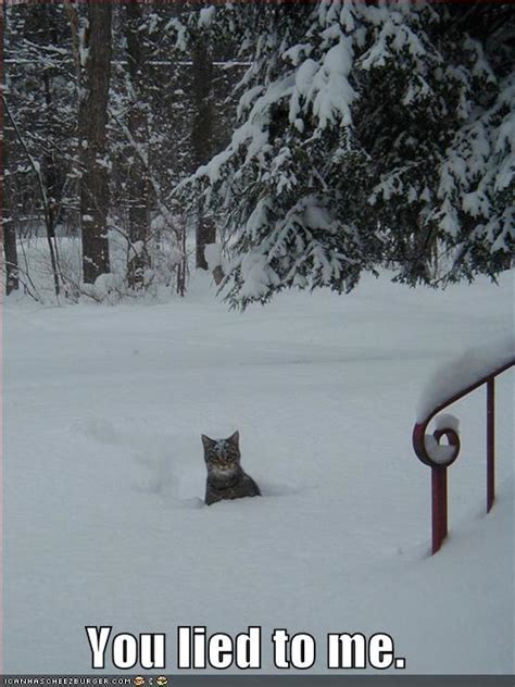 Funny Pictures Angry Cat Snow Yourtradebase