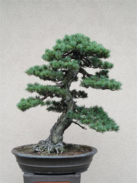 Bonsai is not a type of plant, it's a way of modifying a plant's growth. #AboutTheBonzaiTree | Indoor bonsai tree, Bonsai tree ...