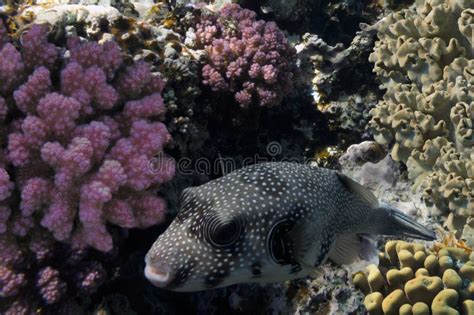 Giant Pufferfish And Coral Reef Stock Image Image Of Reefs Ecosystem