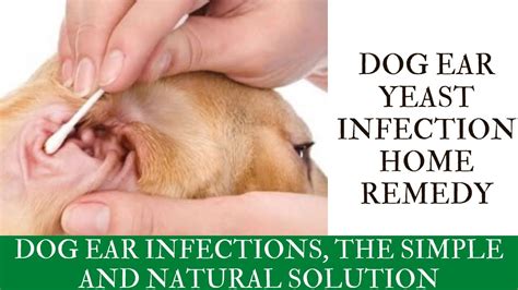 Home Remes To Cure Yeast Infection In Dogs Ears Tutorial Pics