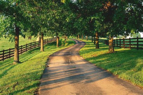 Download Country Road With Row Of Trees Wallpaper