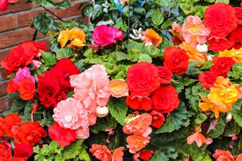 The 12 Types Of Begonias For Your Garden Home Stratosphere