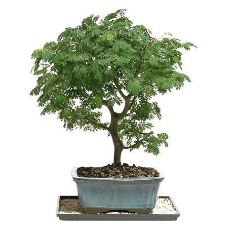 It is a hobby that anyone can enjoy. Brussel's Bonsai Brazilian Rain Tree Bonsai-DT-4022BRT ...