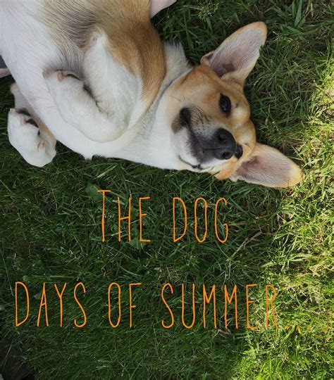 Quotes About Dogs And Summer Aden