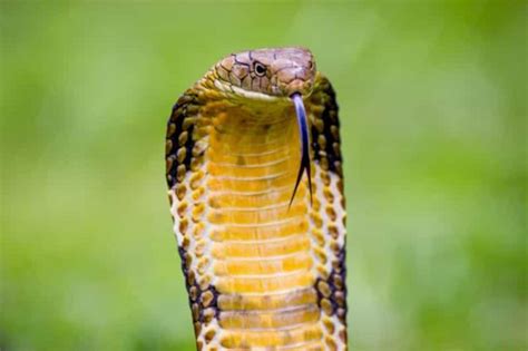 50 Interesting Facts About King Cobra Snake Factins