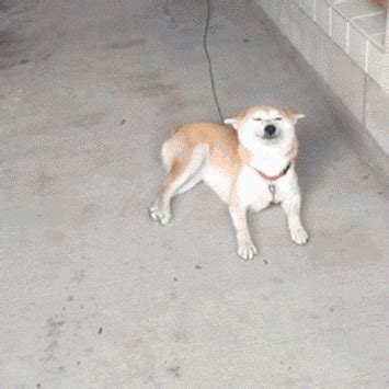 Your favorite games are all on sale and you can save an extra 7% today only. doge gifs | Tumblr