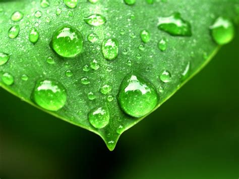 Free Images Leaf Nature Water Green Freshness Dew Background