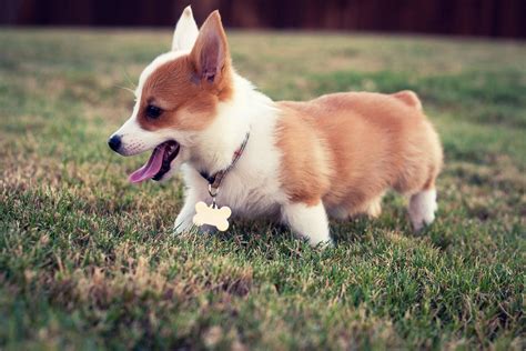 Corgi puppies with limited registration are specialized in being raised as family pets. Corgi Puppy Wallpapers ·① WallpaperTag