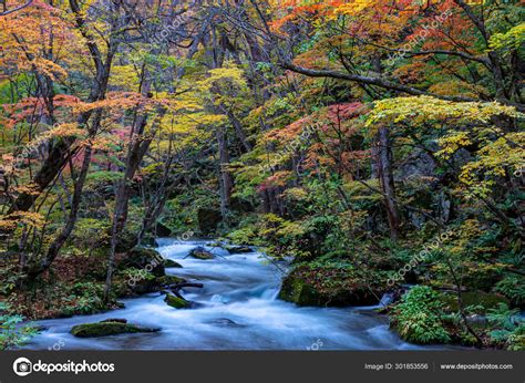 Oirase Stream In Sunny Day Beautiful Fall Foliage Scene In Autumn