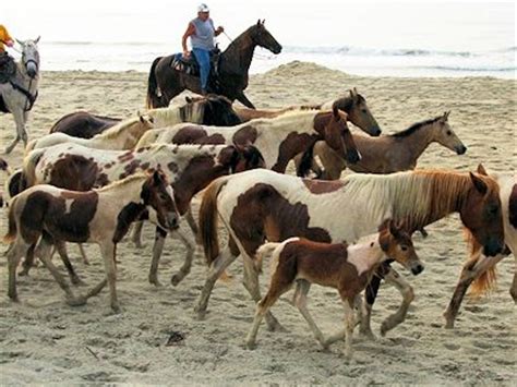 chincoteague pony  horse breeds