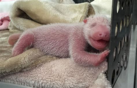Panda Twins Born In Southwest China Shine News