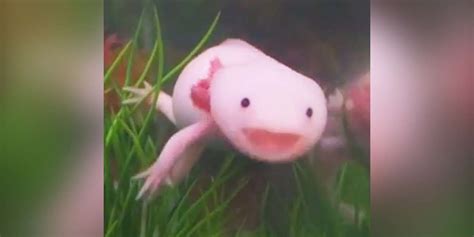 Axolotls Have The Best Smiles The Dodo