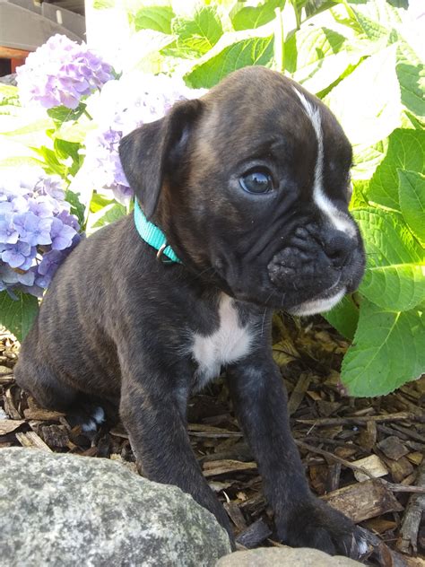 Or use the advanced options below. Boxer Puppies For Sale | Plymouth, IN #304882 | Petzlover