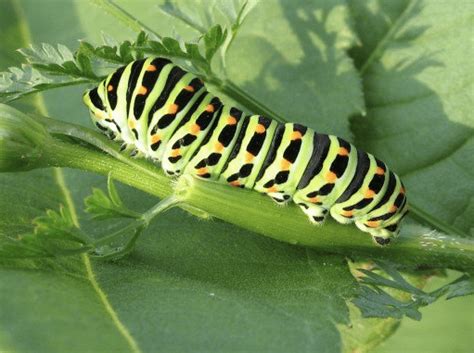 Garden Caterpillar Identification And Guide Owlcation Education
