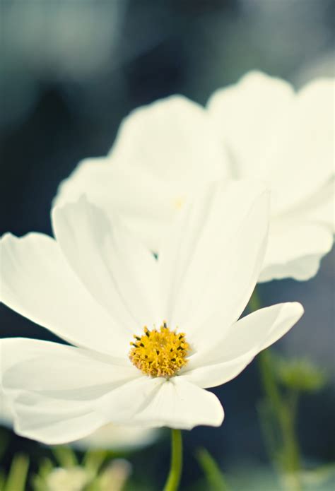 White Flower Wallpaper For Iphone 11 Pro Max X 8 7 6 Free