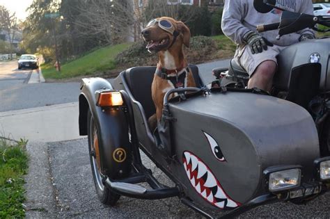 Pin By Roeth Bsa On Biker Dogs Bicycle Sidecar Sidecar